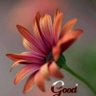 Raja Sadiq's profile picture