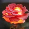 @ساهر الليل's profile picture