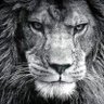 Germán Acevedo 🦁🚩's profile picture