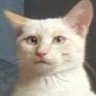 Profilbild von КітКот🐈🐈⬛🇺🇦🔥