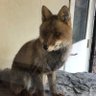 フォックス🦊 profil fotoğrafı