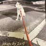 せきやっち(😪😪😪)'s profile picture