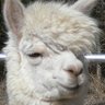 けんち's profile picture