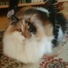 Profilbild von Annie Gullarve