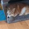 Sleeping Corgi and the Corgi Council's profile picture