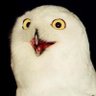幻のフクロウ profil fotoğrafı