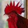CockStockton 的头像