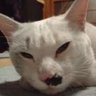 Profilbild von をこんつば