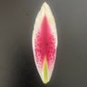Фото профиля Aloe For The Soul