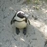 ペンギン41号🐧 的头像
