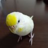 うぱ's profile picture