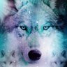 Profilbild von Wolfje313