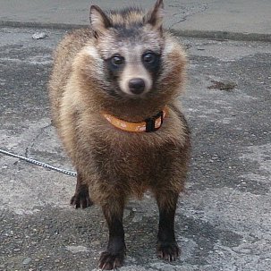 tanuki__nu's profile picture