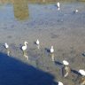 りんご profil fotoğrafı