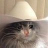 depressed cat's profile picture