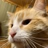 Wuelaicho profil fotoğrafı