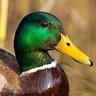 Mallard Duck 的头像