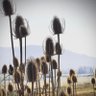 Фото профиля Prickly1