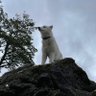Profilbild von José Vera Iturra 🇨🇱🌲🗻🌿🐺