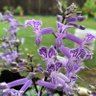 青花瓷归来 profil fotoğrafı