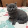 呆呆喵 profil fotoğrafı