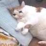 Profilbild von Pro N