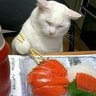 ãŽãŒã·ã¥ profil fotoÄrafı