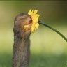 Profilbild von Viv 🐭