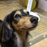 よし's profile picture