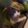 つよさん's profile picture