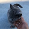 @ブルーレットおくだけ🐥's profile picture