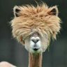 Profilbild von 0xAlbert