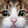 Ryuji@肝臓 💮🌈🐶😾😾 profil fotoğrafı