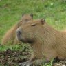 Фото профиля りょう|6/8,14に得意で好きな事が循環するマルシェ