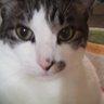 むぎ茶ねこ 的头像