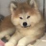 トト姉ちゃん 的头像
