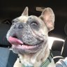 Profilbild von frenchie