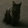 からき's profile picture