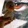 TjaxQuackers profil fotoğrafı