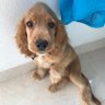 Yaferley Waldo profil fotoğrafı
