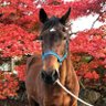 チュンコ's profile picture