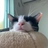 はちわれにゃんこ【猫のおもちゃ専門店】's profile picture