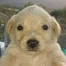 Profilbild von bobpo
