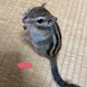 Profilbild von rui(こしま)🐿婆ンパイア🧛♨️🪭