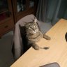 Cats of America 的头像