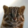 じぇーんグッドぉ～る profil fotoğrafı