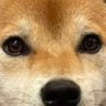 Profilbild von CHIZU
