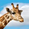 William Ketner's profile picture