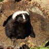 Evyfur skunky profil fotoğrafı