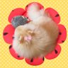 みち草くるり🍀 profil fotoğrafı